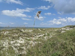 Sea oat on dunes