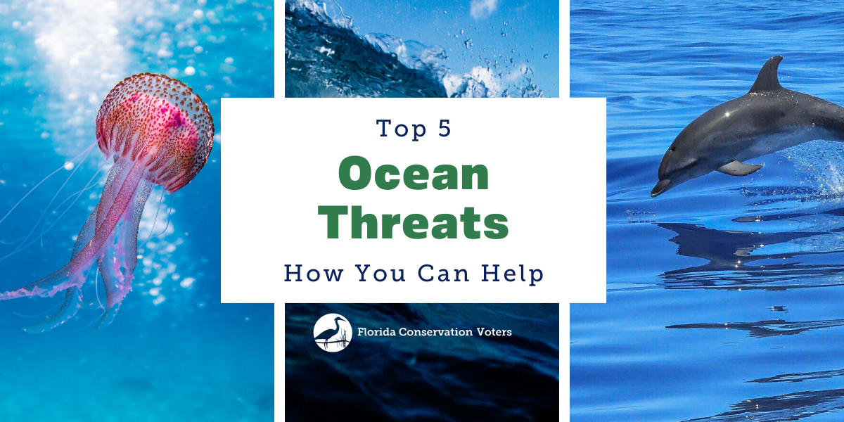 Five Ocean Threats And How You Can Help Florida Conservation Voters 8618