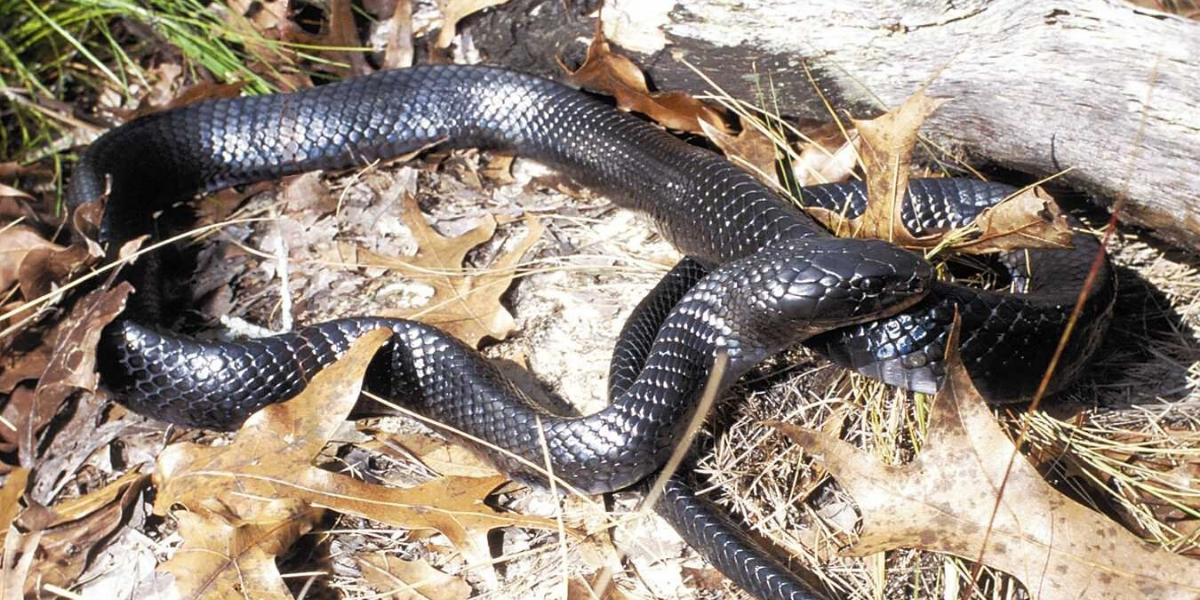 eastern indigo snake vs texas indigo snake