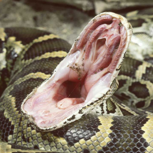 Burmese python