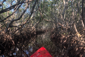 Paddling through a mangrove tunnel at Weedon Island Preserve in Pinellas County.